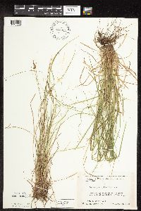 Carex pensylvanica image