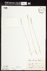Carex pensylvanica image