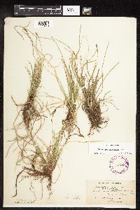 Carex pensylvanica image