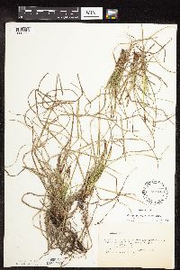 Carex pensylvanica image