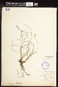 Carex pensylvanica image