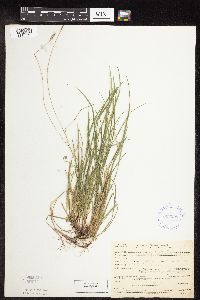 Carex pensylvanica image