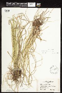 Carex pensylvanica image