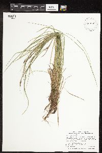 Thumbnail image of current specimen