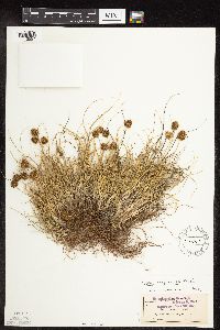 Carex perglobosa image