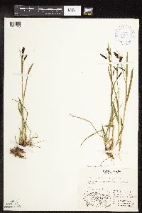 Carex podocarpa image