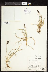Carex podocarpa image