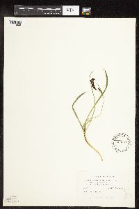 Carex podocarpa image
