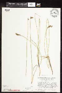 Carex praegracilis image