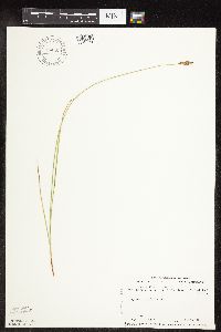Carex praegracilis image