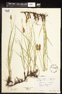 Carex praegracilis image