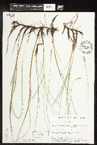 Carex praegracilis image