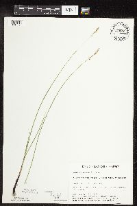Carex praegracilis image