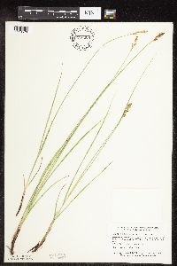 Carex praegracilis image