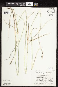 Carex praegracilis image