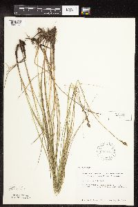 Carex praegracilis image
