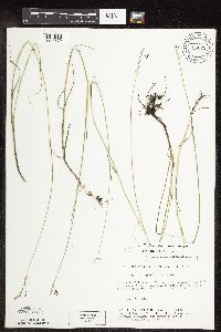 Carex praegracilis image