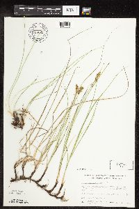 Carex praegracilis image