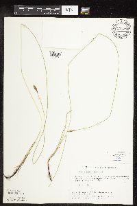 Carex praegracilis image