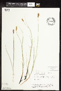Carex praegracilis image