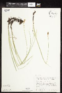 Carex praegracilis image