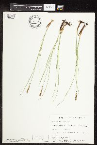 Carex praegracilis image