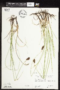 Carex praegracilis image