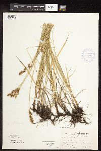 Carex praegracilis image