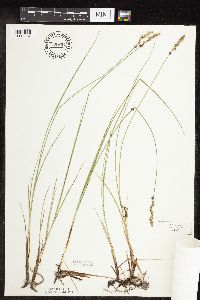 Carex praegracilis image