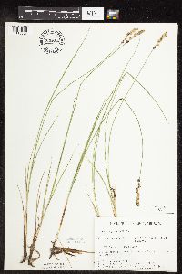 Carex praegracilis image