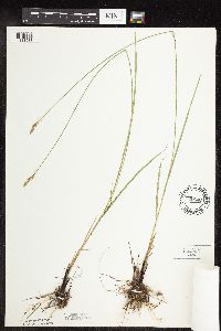 Carex praegracilis image