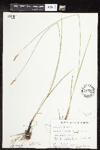 Carex praegracilis image