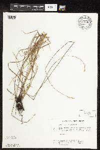 Carex praegracilis image