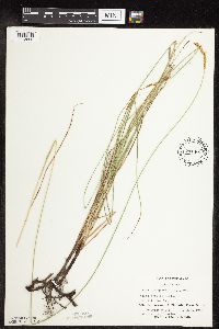Carex praegracilis image