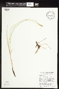 Carex praegracilis image