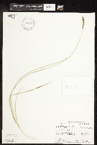 Carex praegracilis image