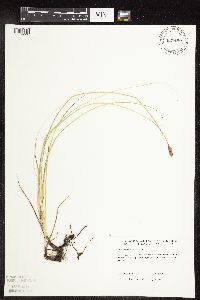 Carex praegracilis image