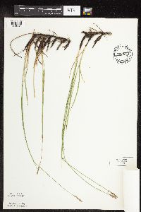 Carex praegracilis image