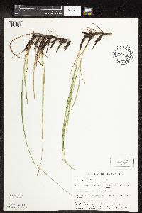 Carex praegracilis image