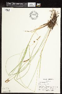 Thumbnail image of current specimen