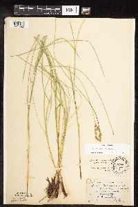 Thumbnail image of current specimen