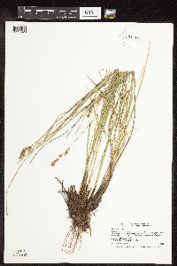 Thumbnail image of current specimen