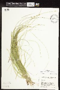 Carex radiata image