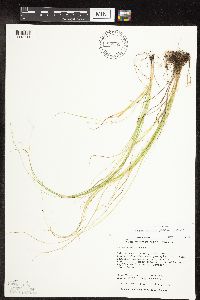 Carex radiata image