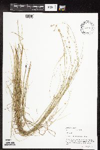 Carex radiata image