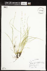Carex radiata image