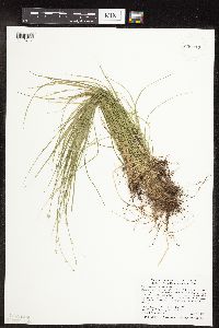 Carex radiata image