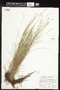Carex radiata image