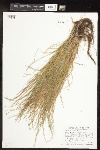 Carex radiata image