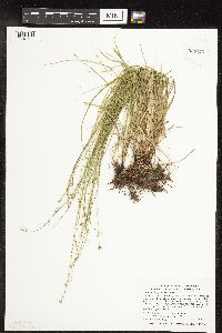 Carex radiata image
